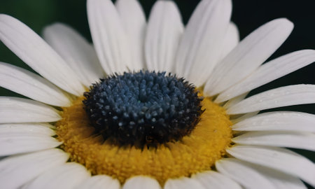 Close up of a white daisy with water drops on the petalsの写真素材