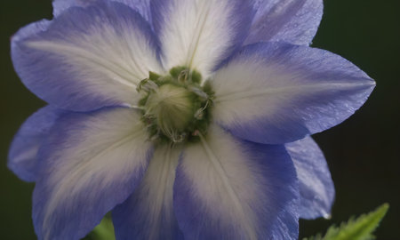 Close up of a blue flower with white petals and green leavesの写真素材
