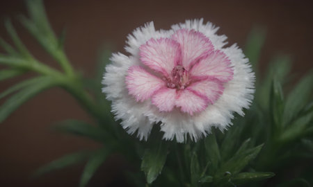 Dianthus chinensis or Pink Dianthus chinensis flower in potの写真素材