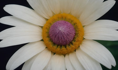 White daisy flower on a black background close-up macro photographyの写真素材