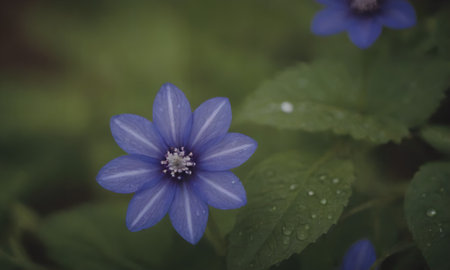 Purple flower with raindrops on the petals in a gardenの写真素材