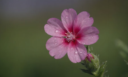 Hibiscus sylvestris, Malva sylvestrisの写真素材