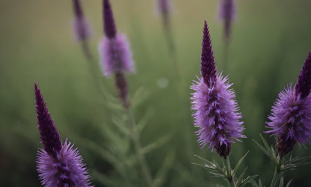 Purple flowers in the meadow. Beautiful nature background. Selective focus.の写真素材