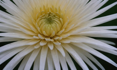 White chrysanthemum in the garden,close up.の写真素材