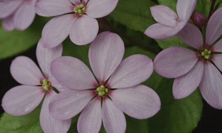 pink flowers with green leaves and water droplets on petalsの写真素材
