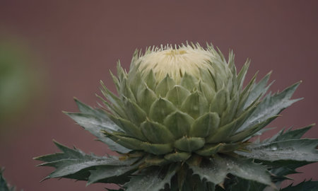 Flower of a prickly pear (Cynara cardunculus)の写真素材