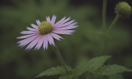 Aster flower on a green background. Shallow depth of fieldの写真素材