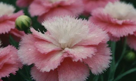 Beautiful pink carnation flowers in the garden. Close up.の写真素材