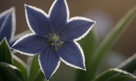 Close up of blue flower with dew drops on the petals