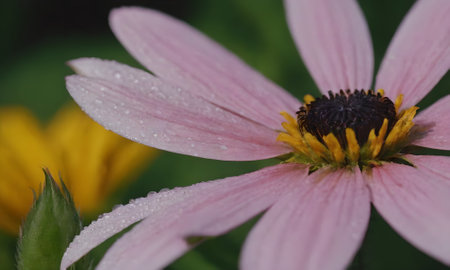Close up of a pink coneflower with raindrops on itの写真素材
