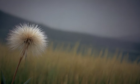 Beautiful dandelion in the meadow with mountains in the backgroundの写真素材