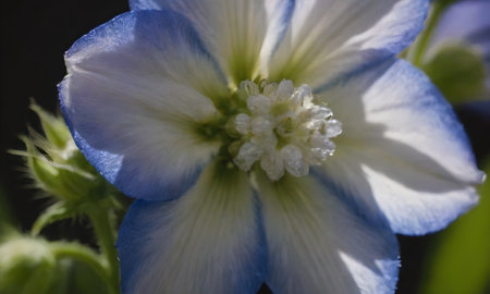 Close up of a blue flower with white petals and pistilsの写真素材