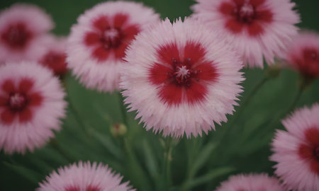 Dianthus chinensis (Dianthus chinensis) flowersの写真素材