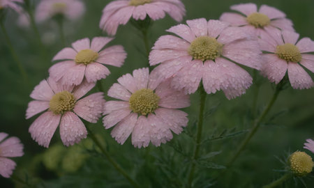 pink daisies in the garden with raindrops on the petalsの写真素材