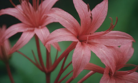 Pink flowers in the garden with soft focus and shallow depth of field.の写真素材