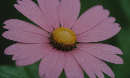 pink daisy flower in the garden with rain drops on petalsの写真素材