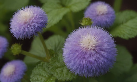 purple flower with green leaf background in garden at springtime.の写真素材