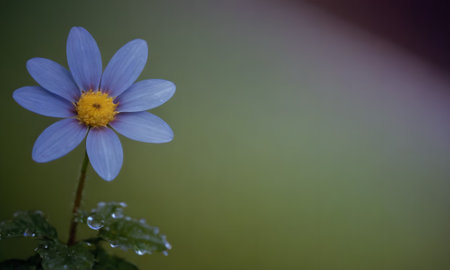 Blue daisy flower on a green background with dew drops.の写真素材