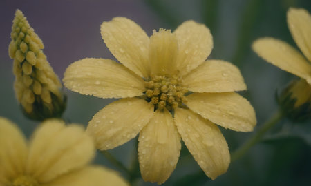 Yellow flower with raindrops on petals close-up macro photographyの写真素材