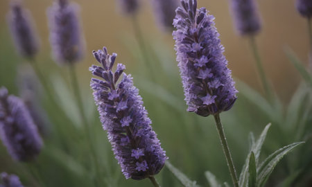 Lavender flowers blooming in the garden. Selective focus.の写真素材