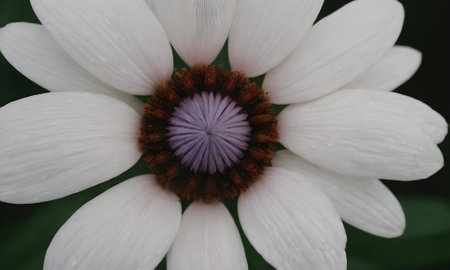 A closeup shot of a beautiful white flower with a purple centerの写真素材