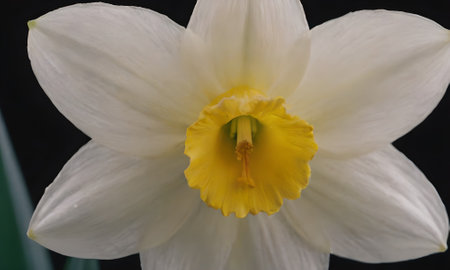 Daffodil (Narcissus pseudonarcissus)の写真素材