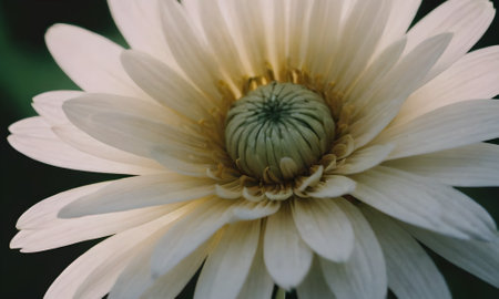 White daisy in the garden. Shallow depth of field.の写真素材