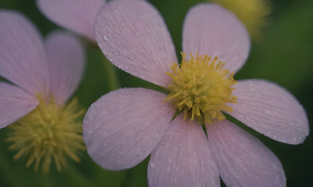 Close-up of pink anemone flower with dew dropsの写真素材