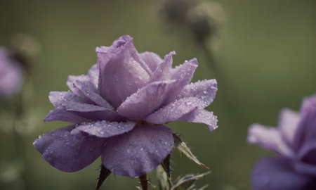 Beautiful purple rose flower with dew drops on the petalsの写真素材