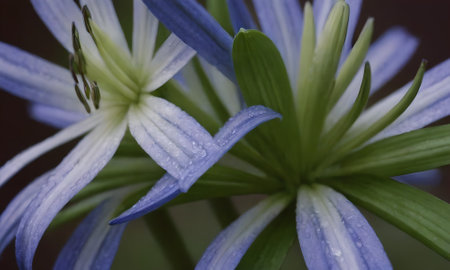 Blue flower with dew drops on petals. Close up.の写真素材