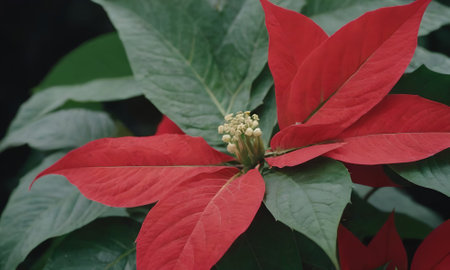 Poinsettia, Christmas Star, Euphorbia pulcherrimaの写真素材