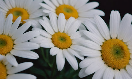 Beautiful white daisies on a dark background close-upの写真素材