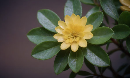Yellow flower and green leaves on brown background. Close-up.の写真素材