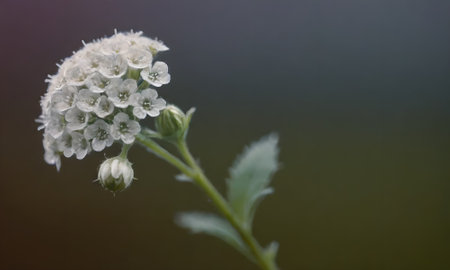 white flowers on a dark green background. soft focus, shallow DOFの写真素材