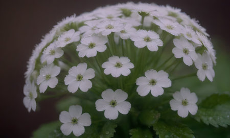 White flowers with water drops on a dark background. Selective focus.の写真素材