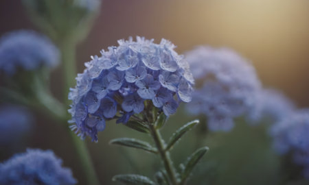 Hydrangea macrophylla flower in the garden with soft focusの写真素材