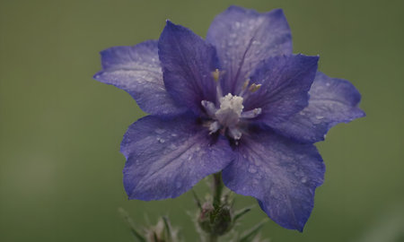 A close up of a blue flower with water drops on it.の写真素材