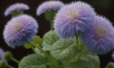 purple flowers on a dark background, close-up, macroの写真素材