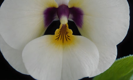 Close up of white and purple pansy flower with black background.の写真素材