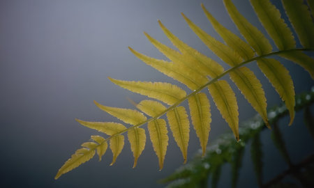 Fern leaves in the morning light on a foggy day.の写真素材