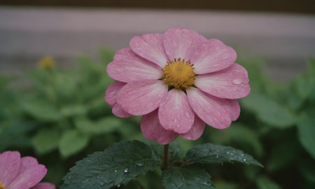 pink flower with water droplets on petals in the gardenの写真素材