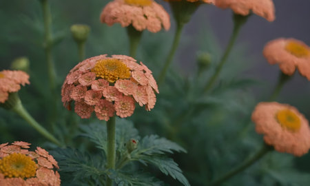 Zinnia elegans, commonly known as Mexican marigold or African marigold.の写真素材