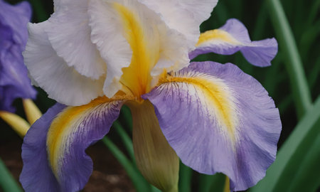 Beautiful iris flower in the garden. Close-up.の写真素材