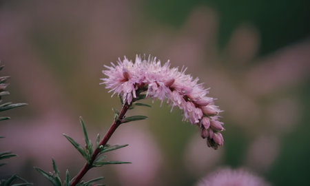 Pink flowers on a green background. Macro. Selective focus.の写真素材
