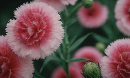 Pink carnation flowers in the garden. Floral background. Selective focus.の写真素材