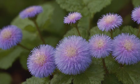 Purple flowers in the garden, close-up, macro photographyの写真素材