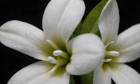 Flower with yellow petals and green leavesの写真素材