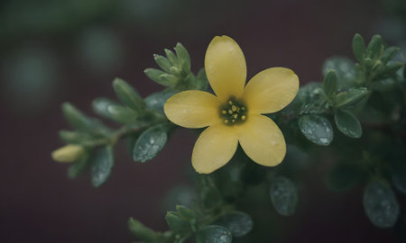 Small yellow flower with raindrops on the petals and green leavesの写真素材