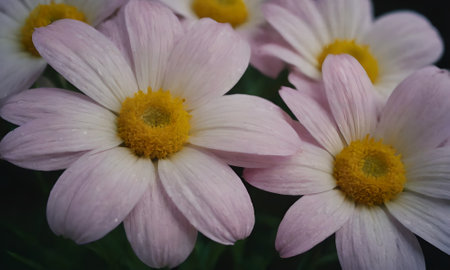 pink and white daisies with yellow center in the gardenの写真素材