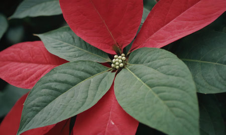 Poinsettia flower with red leaves, closeup of photoの写真素材